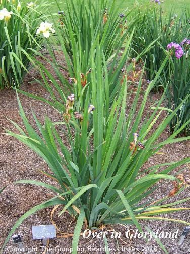 41 Over in Gloryland